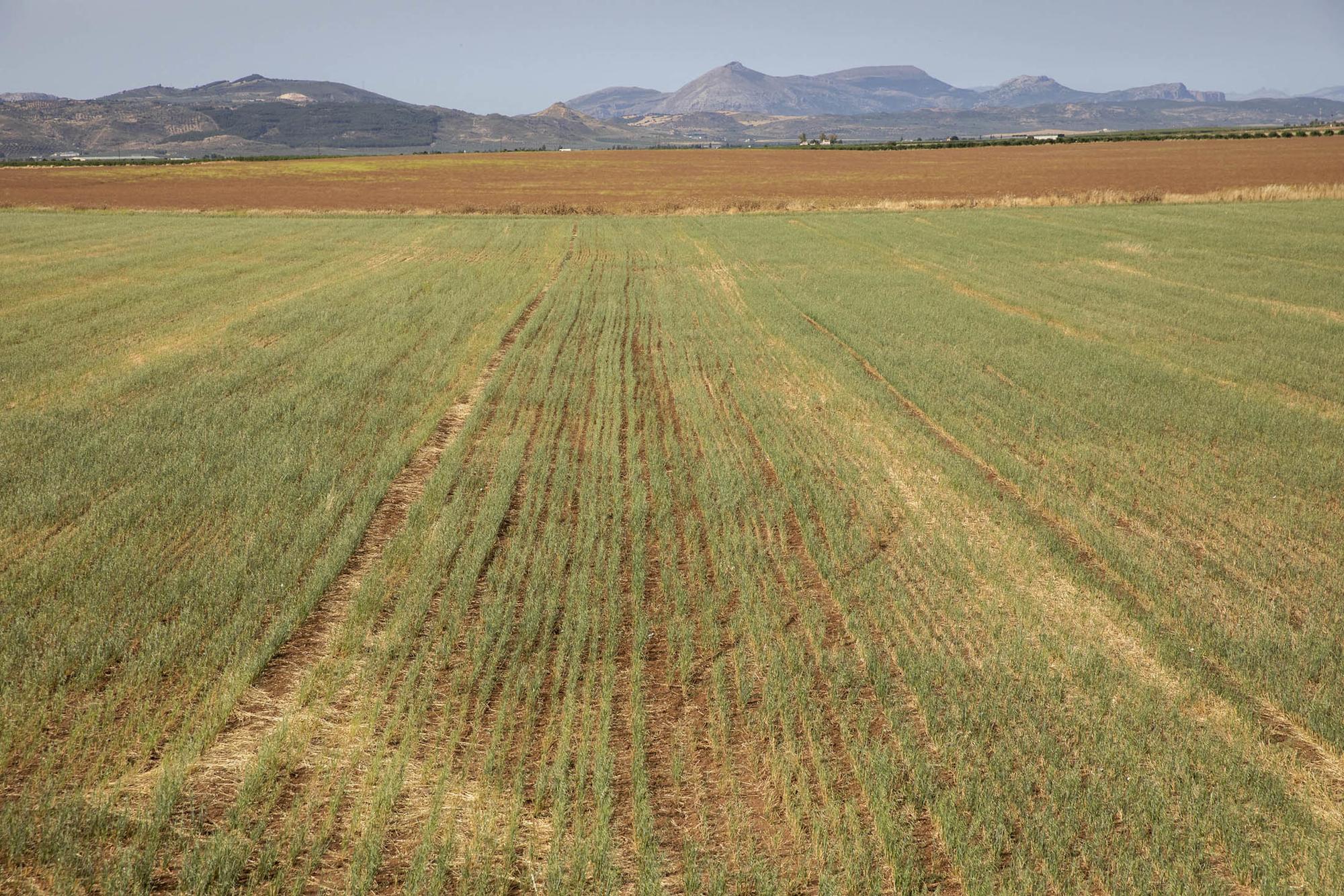 Andalucia Varios Medio Ambiente - 3